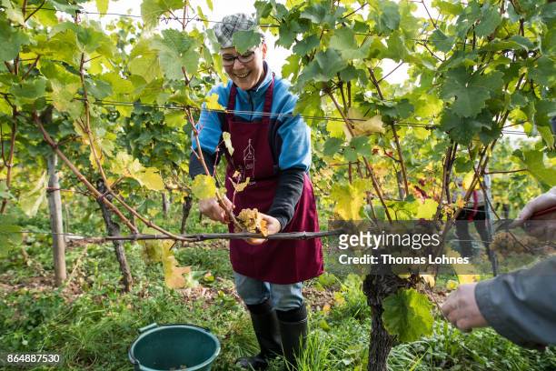 Nun Placida of St. Hildegard Abbey and a Vietnamese brother of the Cau Son Abbey harvest grapes for their annual vintage on October 04, 2017 near...