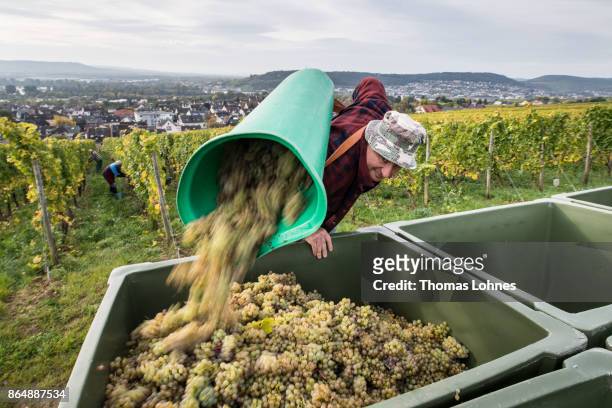 Nuns of St. Hildegard Abbey and volunteers harvest grapes for their annual vintage on October 04, 2017 near Rudesheim on the Rhine, Germany. The St....