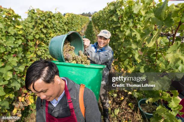 Nuns of St. Hildegard Abbey and two Vietnamese brother of the Chau Son Abbey harvest grapes for their annual vintage on October 04, 2017 near...