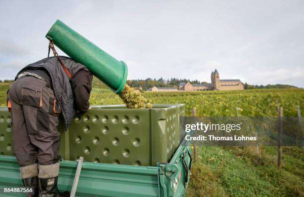 Nuns of St. Hildegard Abbey and two Vietnamese brother of the Chau Son Abbey harvest grapes for their annual vintage on October 04, 2017 near...