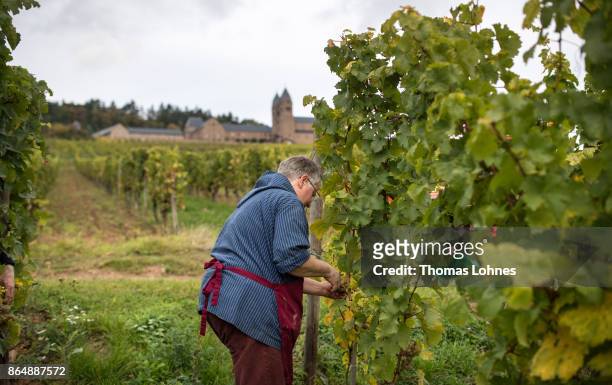 Nun Thekla of St. Hildegard Abbey and volunteers harvest grapes for their annual vintage on October 04, 2017 near Rudesheim on the Rhine, Germany....