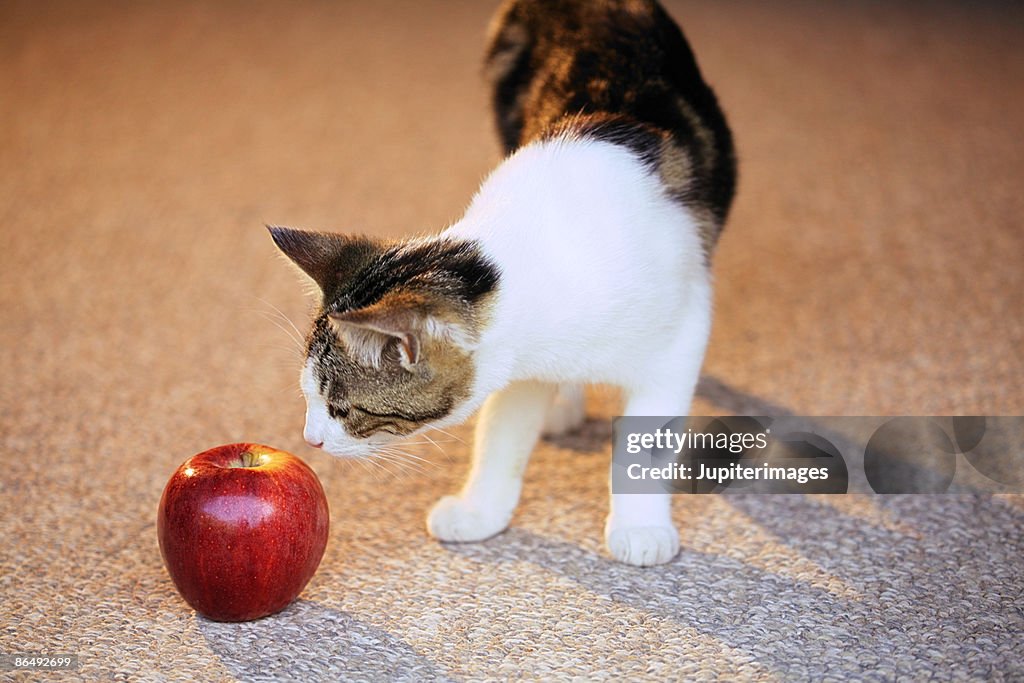 Cat sniffing apple