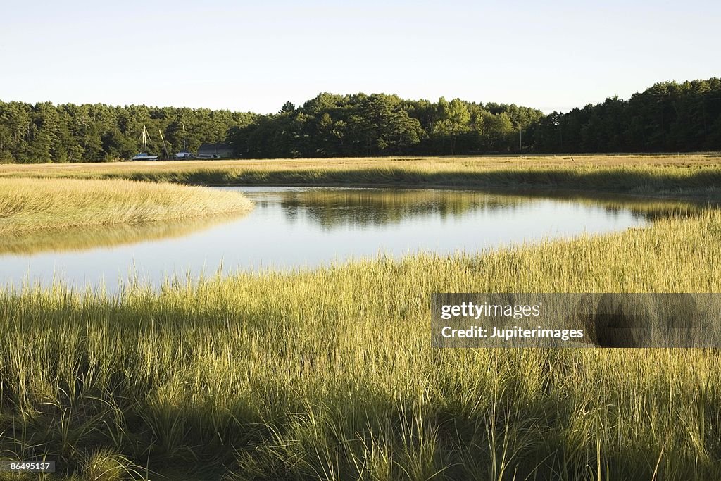 Salt marsh wetlands in Maine, USA