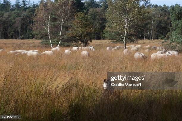 kudde graast, hond kijkt - hond stock pictures, royalty-free photos & images