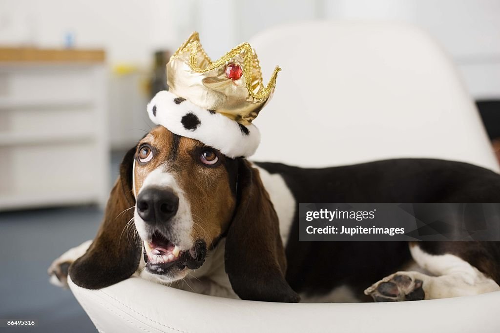 Dog with a crown