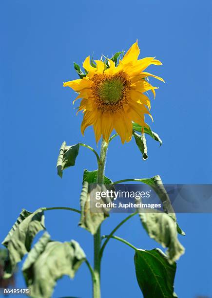 sunflower against blue sky - verwelkt stock-fotos und bilder