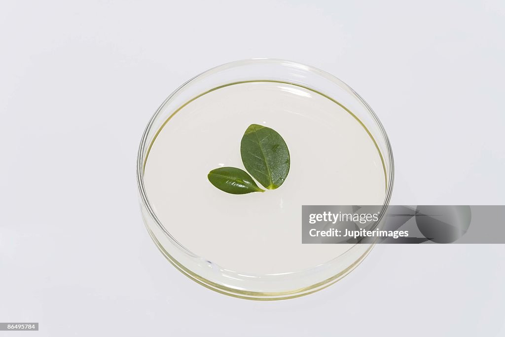 Leaves in a petri dish