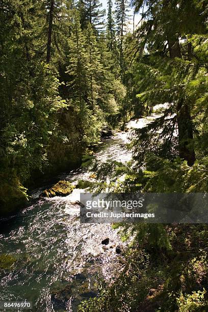 river through forest - rogue river stock pictures, royalty-free photos & images