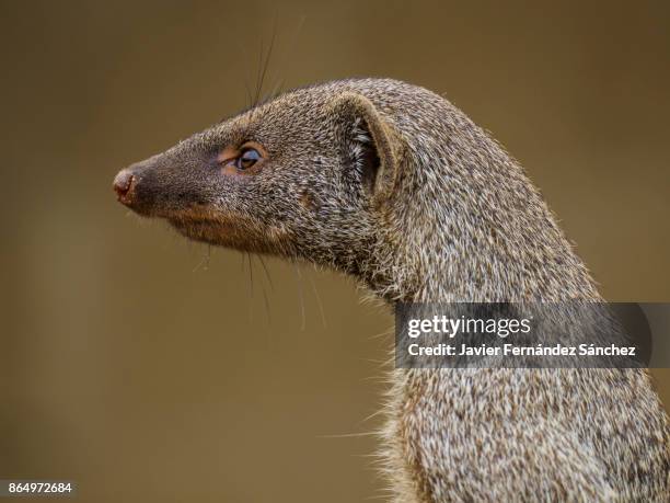 portrait of a banded mongoose (mungos mungo). - マングース ストックフォトと画像