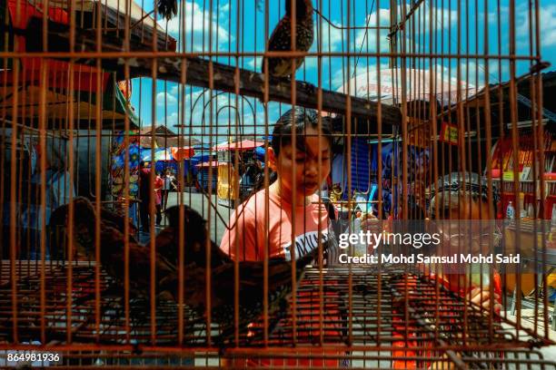 Chinese look a pigieon inside the cage for selling during The Nine Emperor Gods Festival inside the temple on October 22, 2017 in Kuala Lumpur,...