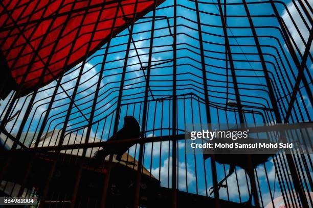 Pidgeon is seen for sale during The Nine Emperor Gods Festival inside the temple on October 22, 2017 in Kuala Lumpur, Malaysia. The Nine Emperor Gods...
