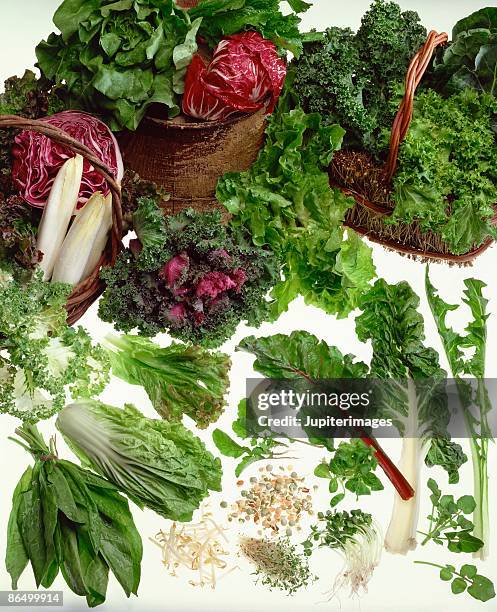 fresh greens - witloof chicory stock pictures, royalty-free photos & images