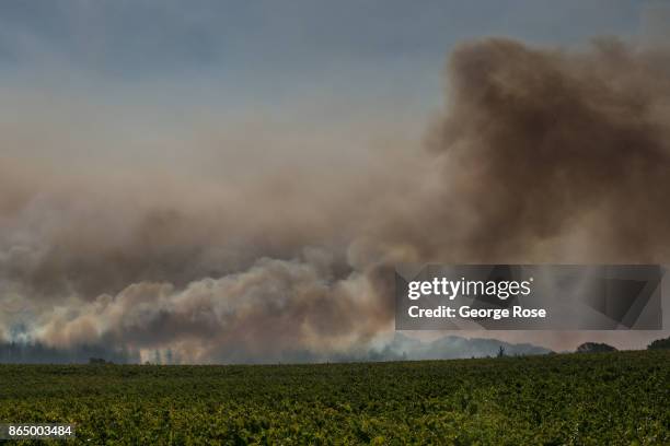 Out Control Fire 101 Out Of Control Vine Stock Photos, High-Res Pictures, and Images ...