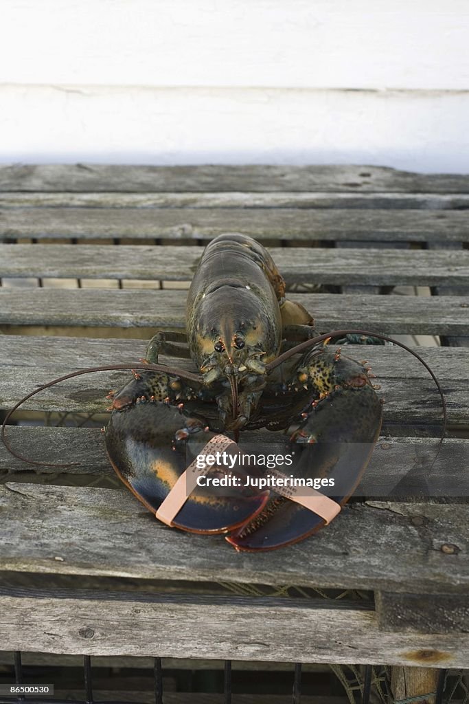 Raw lobster on wooden trap