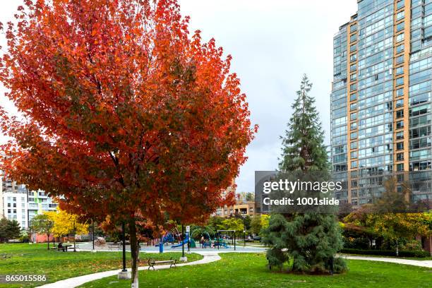 im herbst farbige ahornblatt vancouver - canadian maple trees from below stock-fotos und bilder