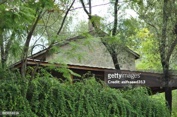 forest guest house - unwanted guest stock pictures, royalty-free photos & images