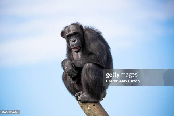 apes - 猿類 ストックフォトと画像