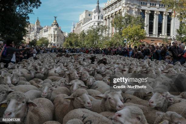 Hundreds of sheep along a street in downtown Madrid, Spain, 22 October 2017. During the 24th edition of the Fiesta de la Transhumancia . The annual...