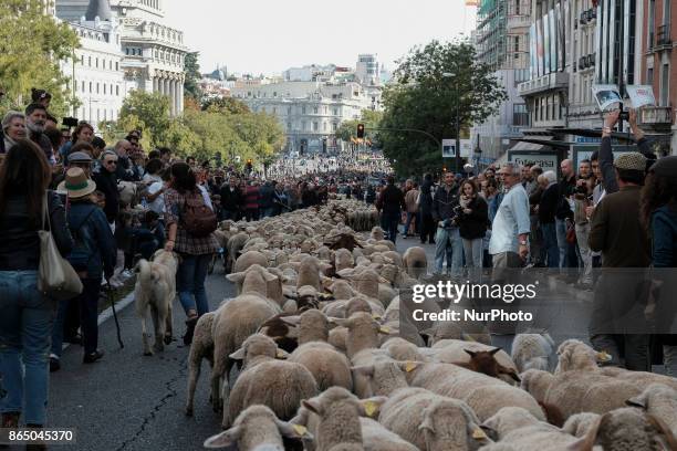 Hundreds of sheep along a street in downtown Madrid, Spain, 22 October 2017. During the 24th edition of the Fiesta de la Transhumancia . The annual...