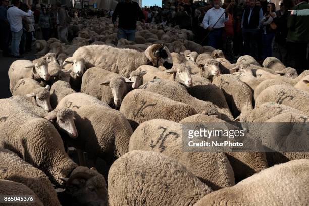 Hundreds of sheep along a street in downtown Madrid, Spain, 22 October 2017. During the 24th edition of the Fiesta de la Transhumancia . The annual...
