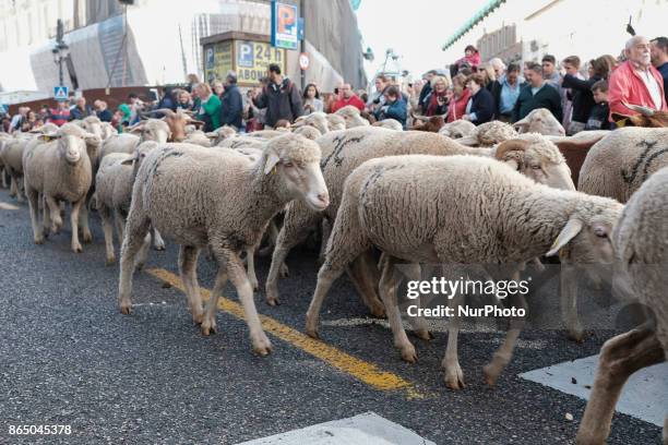 Hundreds of sheep along a street in downtown Madrid, Spain, 22 October 2017. During the 24th edition of the Fiesta de la Transhumancia . The annual...