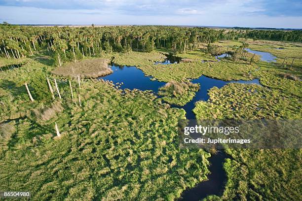 aerial view of florida everglades - everglades nationalpark stock-fotos und bilder