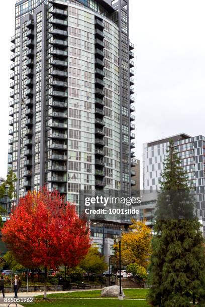 im herbst farbige ahornblatt vancouver - canadian maple trees from below stock-fotos und bilder