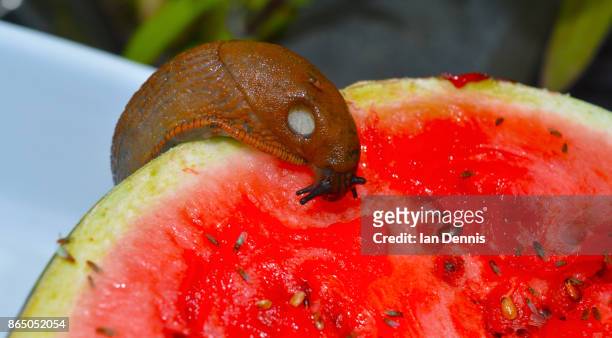slug and fruit flies eating a water melon - fruit flies stock pictures, royalty-free photos & images