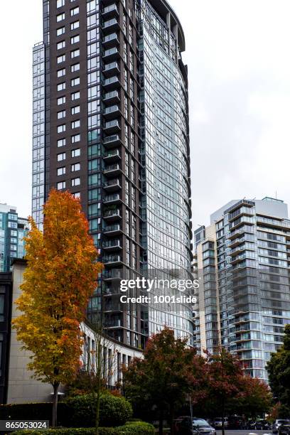 im herbst farbige ahornblatt vancouver - canadian maple trees from below stock-fotos und bilder