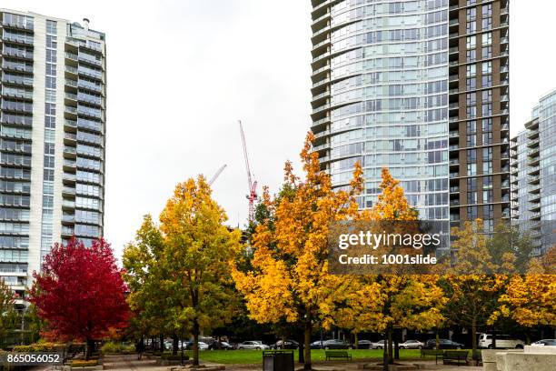im herbst farbige ahornblatt vancouver - canadian maple trees from below stock-fotos und bilder