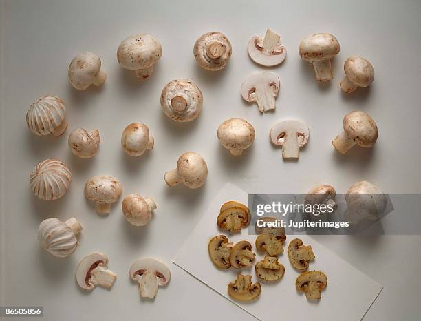 variety of mushrooms - white mushroom stockfoto's en -beelden