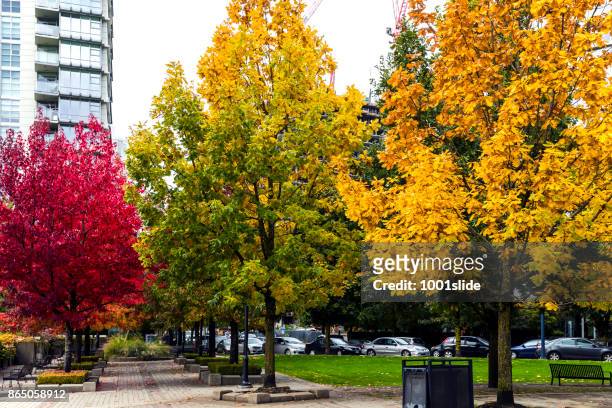 im herbst farbige ahornblatt vancouver - canadian maple trees from below stock-fotos und bilder