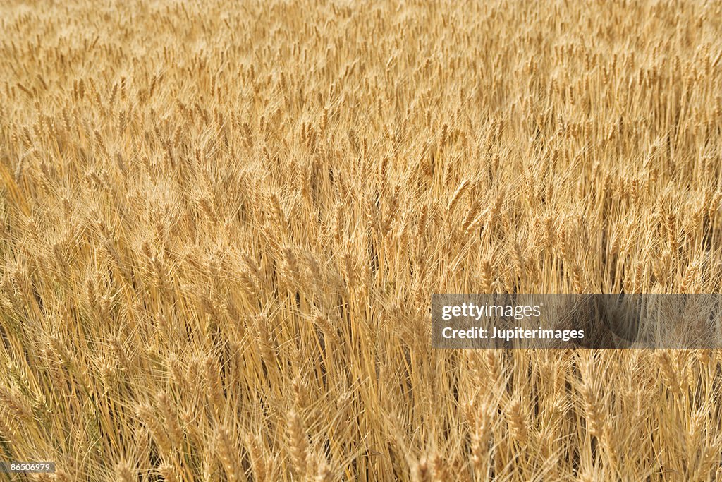 Field of wheat