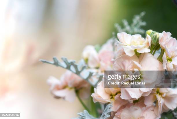 partial bouquet against a blurred background - cineraria maritima stock pictures, royalty-free photos & images