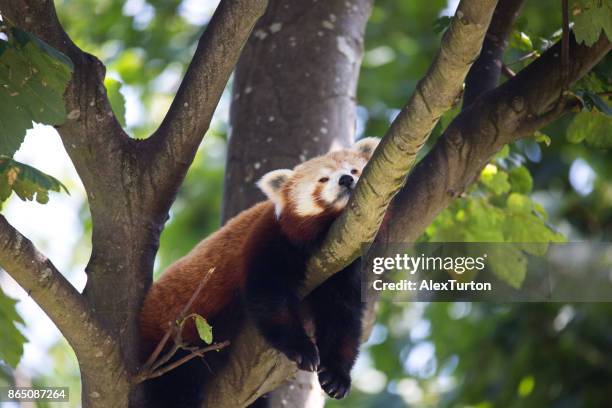 red panding in a tree - red panda stock pictures, royalty-free photos & images