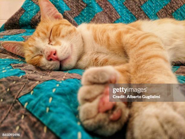 close-up of a cat sleeping on a bed - alberto guglielmi imagens e fotografias de stock