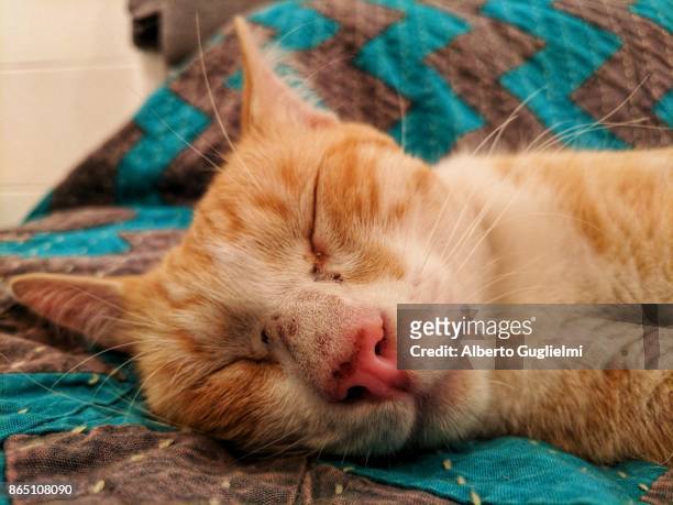 a cat is sleeping fully stretched on a bed - alberto guglielmi stock pictures, royalty-free photos & images