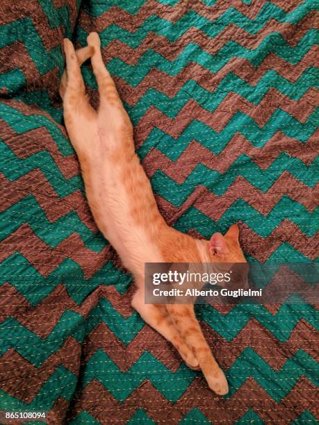 a cat is sleeping fully stretched on a bed - alberto guglielmi stock pictures, royalty-free photos & images