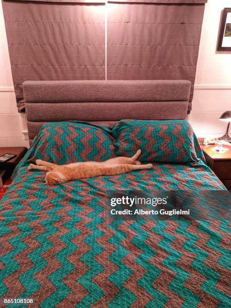 a cat is sleeping fully stretched on a bed - alberto guglielmi stock pictures, royalty-free photos & images