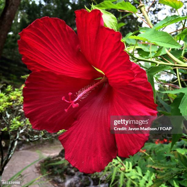 close-up of hibiscus flower - foap stock pictures, royalty-free photos & images