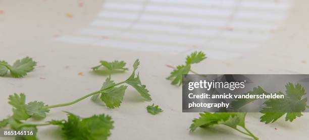 coriander. - se stock pictures, royalty-free photos & images