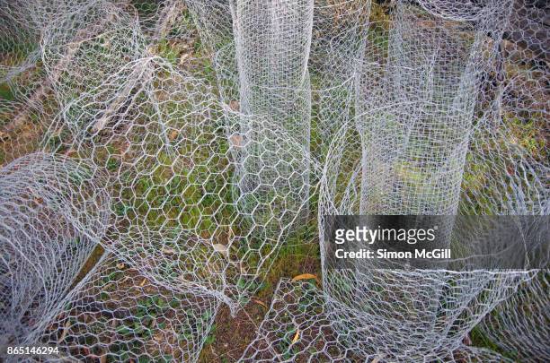 group of tree guards made from chicken wire, mount majura, canberra nature park, australian capital territory, australia - poultry netting stock pictures, royalty-free photos & images
