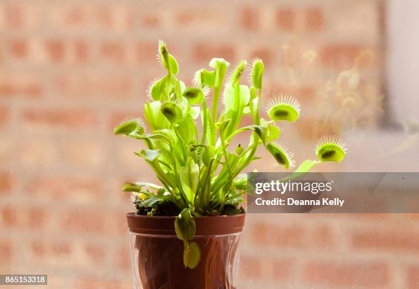 venus fly trap plant with many caught flies - venus flytrap stock pictures, royalty-free photos & images
