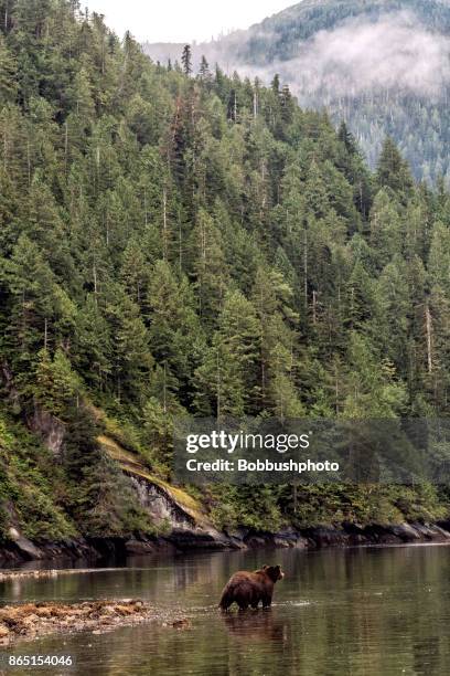 one grizzly bear under forest covered hills - grizzly bear stock pictures, royalty-free photos & images