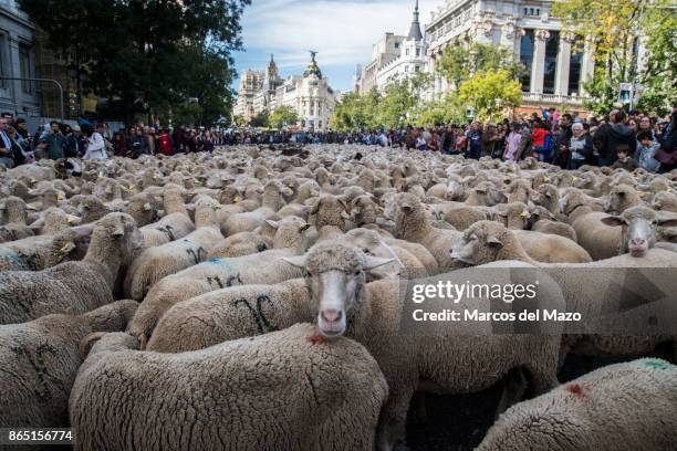 Thousand sheep cross the streets during the annual transhumance festival.