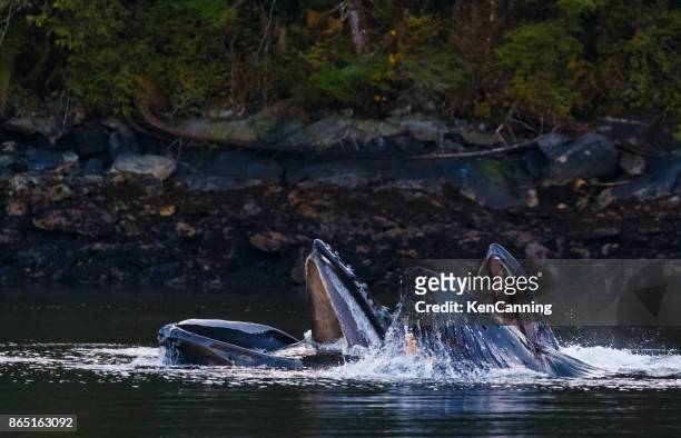 humpback whales feeding - great bear rainforest stock pictures, royalty-free photos & images
