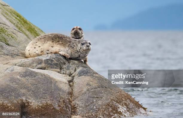 focas asoleándose en una isla rocosa en el mar - foca común fotografías e imágenes de stock