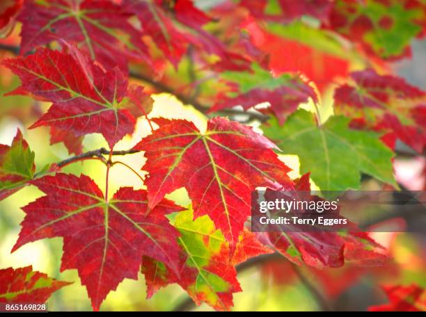 fall color in the hardwood forest of the upper peninsula - terry woods stock pictures, royalty-free photos & images