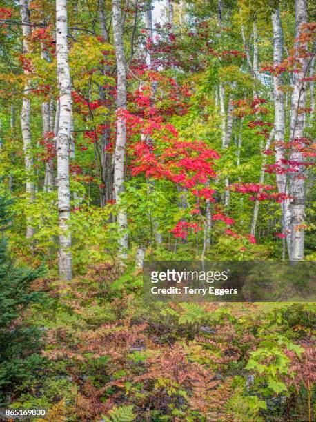 fall color in the hardwood forest of the upper peninsula - terry woods stock pictures, royalty-free photos & images