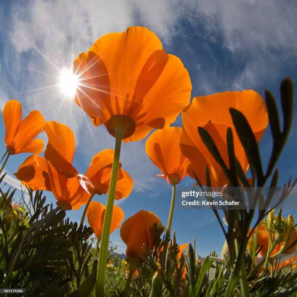 California Poppy flowers and sunburst, California